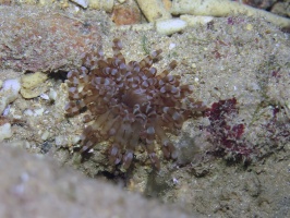 093 Tube Dwelling Anemone of some kind  IMG 5472